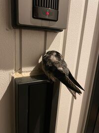 この鳥は何の鳥かわかりますか 家の玄関にいて 近づいても逃げ Yahoo 知恵袋