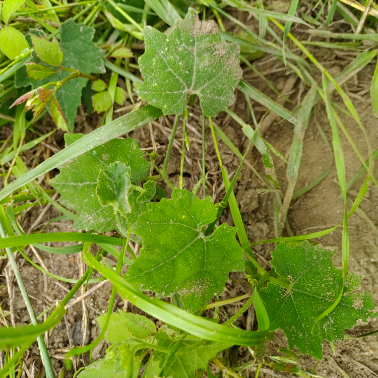 このキュウリやヘチマに似た雑草はなんですか カラスウリだと思います H Yahoo 知恵袋