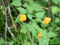 この花の名前は なんでしょうか 昨日 福井県大野市上小池の駐車場 標高9 Yahoo 知恵袋