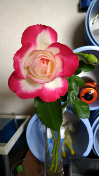 このバラの品種がわかる方いらっしゃいませんか 地植えして８年程になり 切花に Yahoo 知恵袋