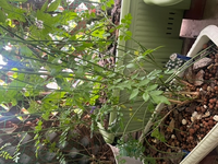 ジャスミンの剪定 一昨年の12月に購入してその時に花がついていまし Yahoo 知恵袋