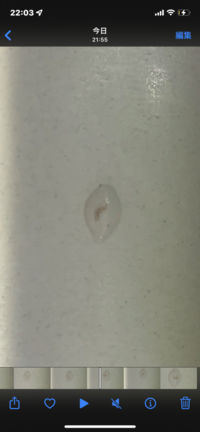 最近アクアリウムをはじめました 父から譲り受けたグッピーとミナミヌ Yahoo 知恵袋