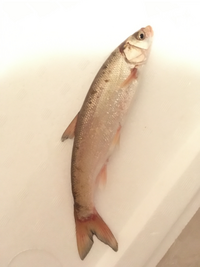 この魚の名前は何ですか ご人的解釈ではウグイかなと思うのですが 詳 Yahoo 知恵袋