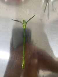 カーネーションの切り花の挿し芽について 花屋でとても気に入 Yahoo 知恵袋