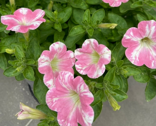 サフィニアアートのももいろハートで質問です 模様がまだらになってしまうのです Yahoo 知恵袋