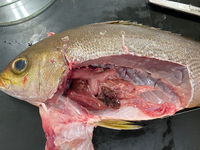 魚の解剖でイサキを解剖したのですが この真ん中にある白いブツブツが Yahoo 知恵袋