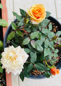 ミニバラの育て方について教えてください 4月の頭に買った薔薇の鉢植えです Yahoo 知恵袋