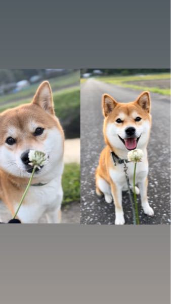 犬の写真なんですけど左か右かどっちの写真の方が可愛いですか？