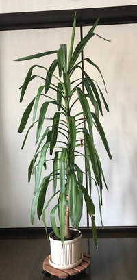 この観葉植物の名前や育て方を教えて下さい いつから育てていたのかよ Yahoo 知恵袋