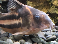 コリドラスがいる水槽で大磯砂 中目 だとコリドラスのひげがなくなるの 今までそ Yahoo 知恵袋