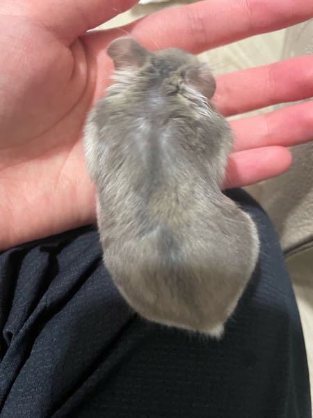 げっ歯類 ウサギ 解決済みの質問 Yahoo 知恵袋