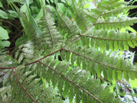 シダ植物の名前を教えて下さい 胞子囊群の形や軸 葉脈 が赤紫色をしてい Yahoo 知恵袋