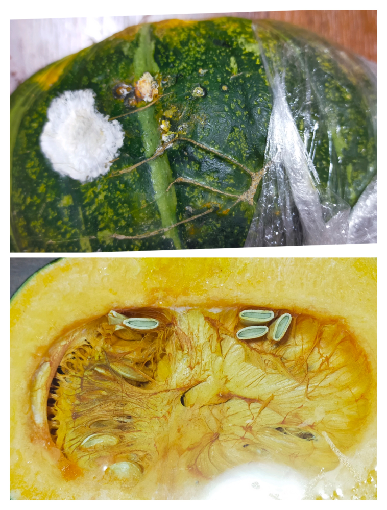 画像あり かぼちゃの皮に白い塊かぼちゃに白いものがある カビかデン Yahoo 知恵袋