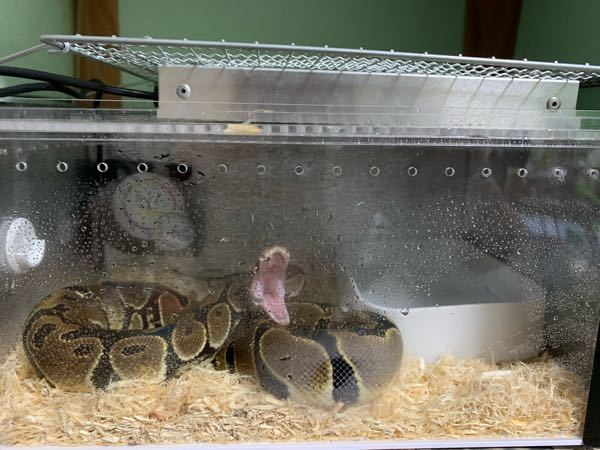 2個セット！ボールパイソン爬虫類飼育ケージ ケース 小さな恐竜