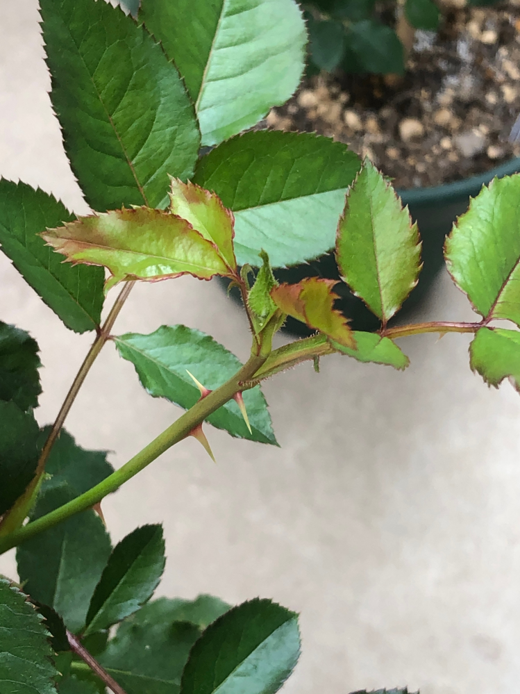 バラのつぼみのピンチについて質問です。新苗で購入し鉢植えして1ヶ月
