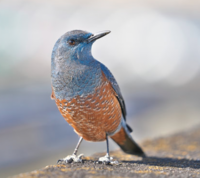 この鳥は何という種類の鳥ですか イソヒヨドリ で横縞があるの Yahoo 知恵袋