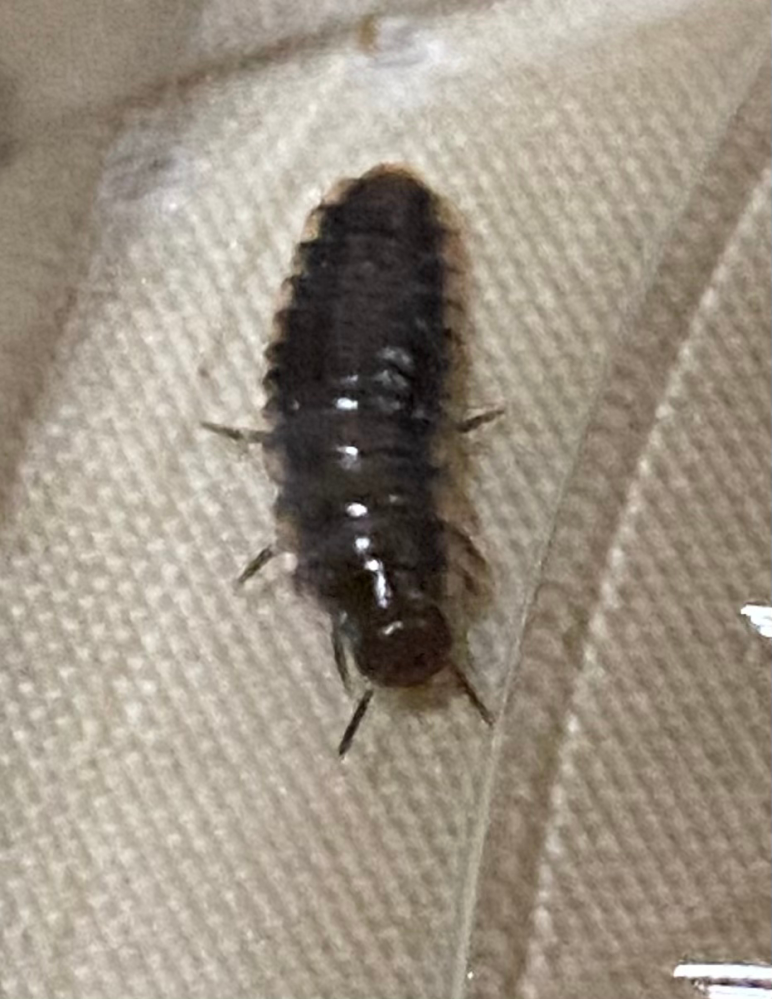 家の中で発見したのですが何の虫かわかる方いますか 体長は10mm 足は3対で Yahoo 知恵袋