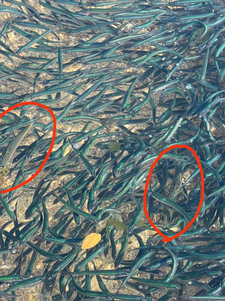 画像の魚の名前を教えて下さい。 たくさん写っている青緑色の魚(体長6cmほど)と、赤丸で囲んだ斑点のある魚です。 日本海の浅瀬の岩場にいました。