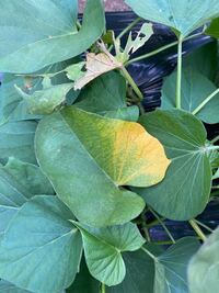 さつまいもを植えて1ヶ月が過ぎました 順調に成長してると思いますが よ Yahoo 知恵袋