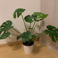 モンステラを大きく高くしたい場合支柱は必須ですか 支柱なしで背を高くす Yahoo 知恵袋