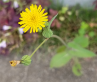 花の名前を教えてください タンポポの小さいサイズに見えますが 葉っぱがぜんぜ Yahoo 知恵袋