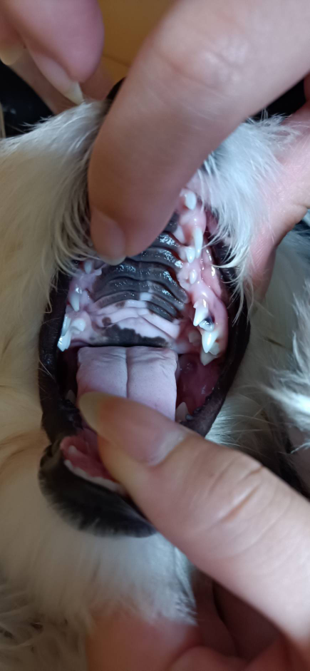 生後５ヶ月のわんちゃんのことで相談です。 今ほど気づいたのですが 添付した画像のような状態で 歯茎が赤くなってるところと黒くなってるところがあり、どちらの歯もグラグラしています。 痛がってる様...