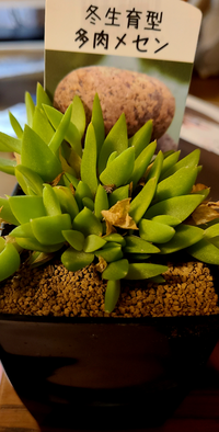多肉植物初心者です 最近買った画像の植物について知りたいのですが Yahoo 知恵袋