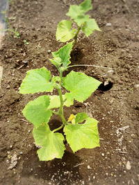 家庭菜園始めました 4週間位前にきゅうりの苗を買ってきて植えてみま Yahoo 知恵袋