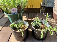 先日イングリッシュラベンダーを 挿し木 をしたのですが ご覧の Yahoo 知恵袋