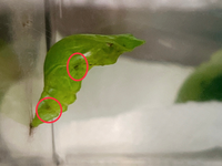 クロアゲハ蛹の寄生判定について。
クロアゲハ幼虫が6/16晩に蛹になりました。16時間程経過すると、写真のような黒い点が現れていました…。
この2つは寄生でしょうか？

肉眼で見ると、 ・赤丸部分(上)→表面が黒くなっている様に見える
・赤丸部分(下)→内部の黒が透けているような印象
です。いずれも、反対には現れておらず左右非対称です。
他の黒っぽく見える部分は左右対称に見えま...