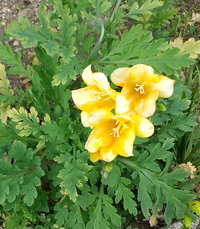 この花の名前を教えてください 全体的に黄色い花ですが 少しむらがあ Yahoo 知恵袋