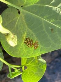 アリストロキアの葉の裏に卵がついていました 何の昆虫の卵でし Yahoo 知恵袋