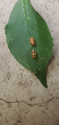 梅の葉についてた虫です 何の虫でしょうか 防ぐにはどうすれば良いで Yahoo 知恵袋