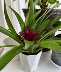 こちらのグズマニアを昨日購入したのですが 植え替えは必要でしょうか Yahoo 知恵袋