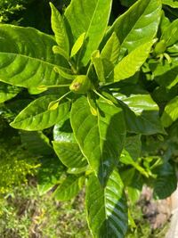 クチナシの花について質問です 今年はより一層つぼみがたくさんです でもみんな Yahoo 知恵袋