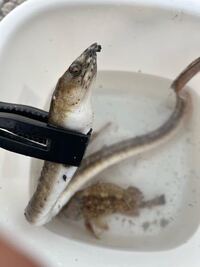 お聞きします 浜名湖松見ヶ裏周辺のチヌは刺身では食べられないのでしょうか 教 Yahoo 知恵袋