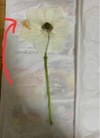 アネモネの花をラミネートして額の中に入れて飾ろうと押し花を作りまし Yahoo 知恵袋