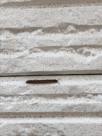 家の壁にこの毛虫 ムカデ ヤスデ が何匹かいました この虫の正体や駆除方法ご Yahoo 知恵袋