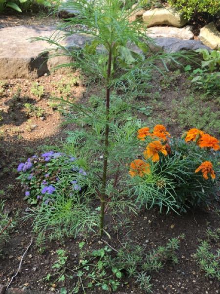 この真ん中の背の高い草はなんですか 雑草かな 抜こうかどうか Yahoo 知恵袋