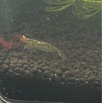 このエビの種類はなんですか カワリヌマエビ属のエビ 胸部の模 Yahoo 知恵袋