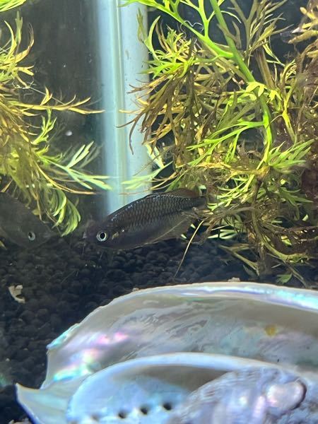 この魚の名前を教えてください。
