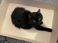 ラガマフィンって飼いやすいですか お手入れ大変ですか Yahoo 知恵袋