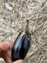 ナスが変です 家庭菜園で栽培しているナスが ヘタが枯れてしまいます 病 Yahoo 知恵袋