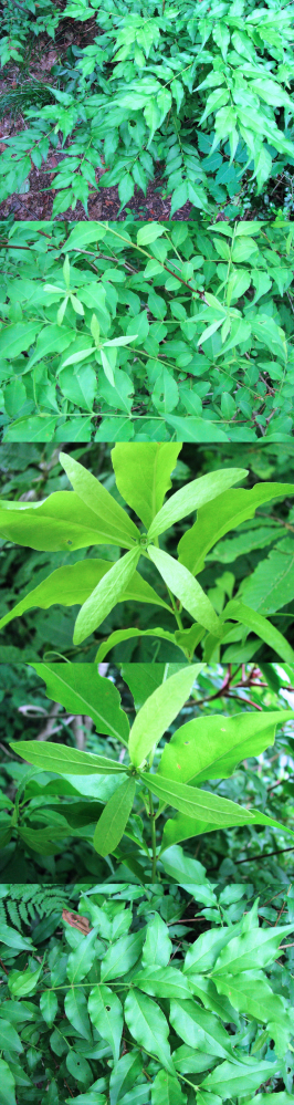 ６月の低山にあった植物です。 対に並んだ葉の先頭に、十字の葉があります。 何というの名前の植物でしょうか？？