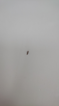 この虫は何でしょうか？
朝方この虫が出ました
1週間ほど前にも同じような虫が出ました
シロアリではないでしょうか？ 