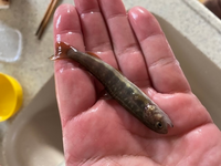 この魚なんだか分かりますか 淡水魚だと思います 脂鰭があるので サケ科 Yahoo 知恵袋