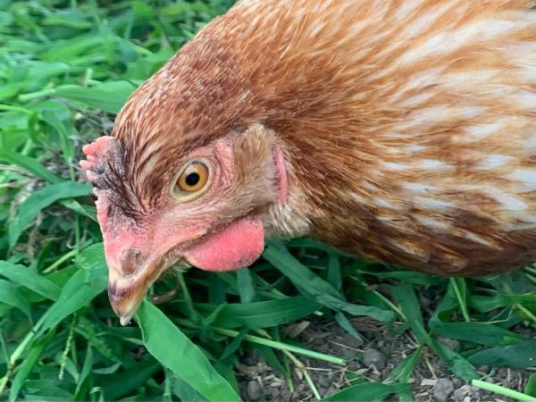 家にいる烏骨鶏の皮膚が赤いのですが、これは何らかの病気なので