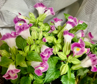 花に詳しい方 ホームセンターで 1つ90円で購入した 花の名前を忘 Yahoo 知恵袋