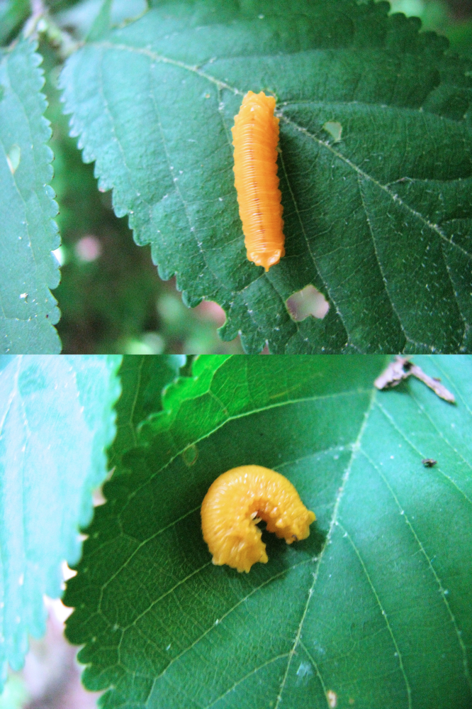６月の低山にいた何かの幼虫です。 全体的に黄色です。 何という名前の昆虫の幼虫でしょうか？？