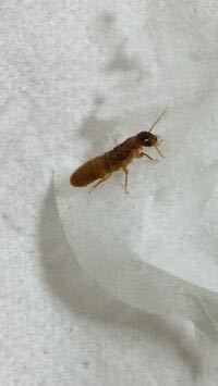 この虫は何の虫ですか？ シロアリなんでしょうか？ 普通に絨毯の上にいました